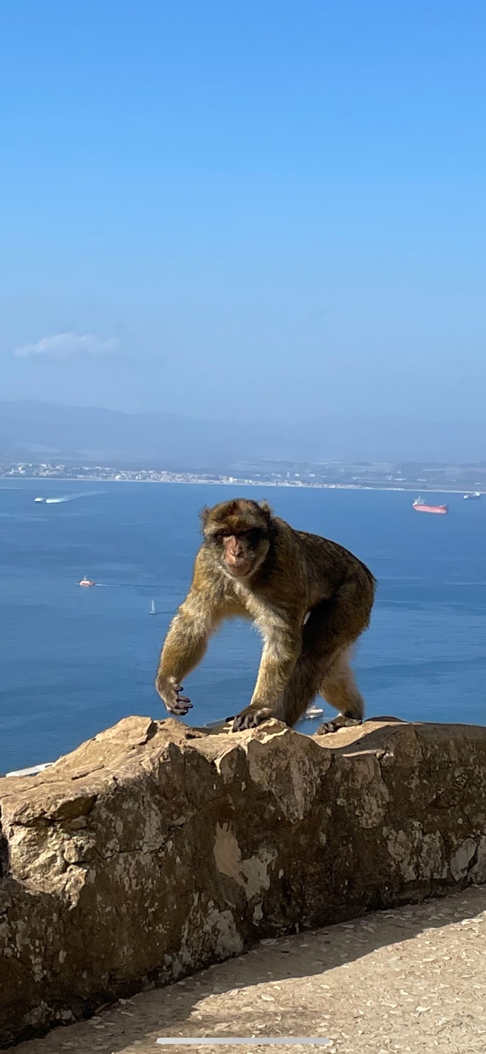 A Barbary macaque on the Upper Rock of Gibraltar